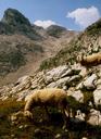 High altitude sheep.